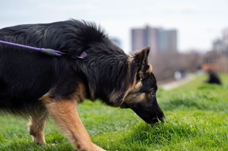 A German Shepherd dog sniffing grass, showcasing a pet walk in an urban park