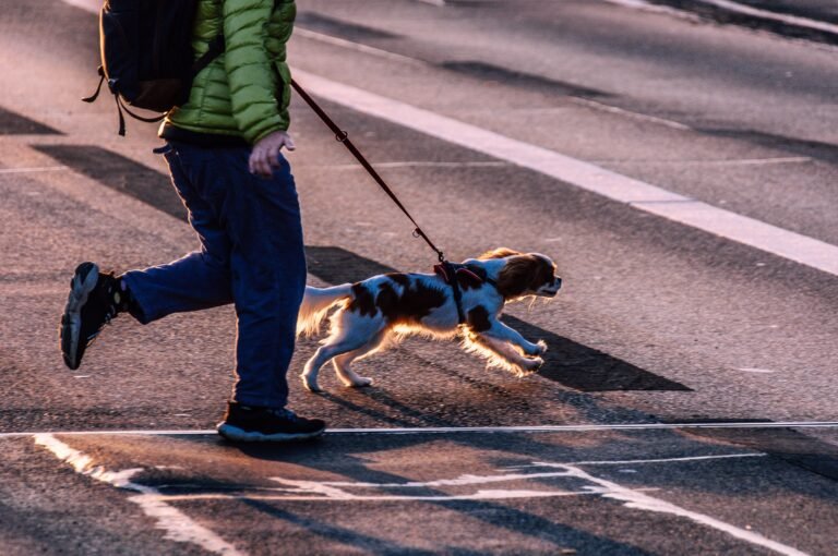 Dog pulling back and hesitant on a leash during a city walk