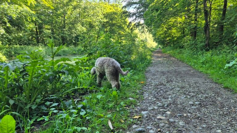 Lagotto Romagnolo sniffing along a forest trail, nose to the ground