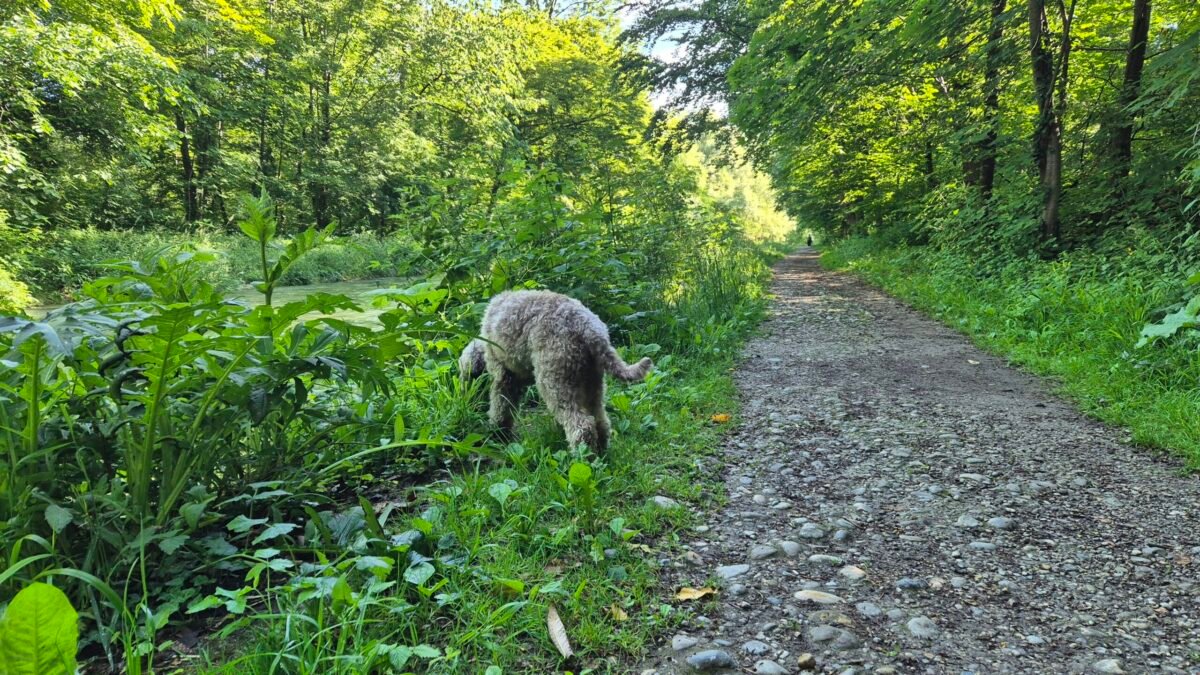 Lagotto Romagnolo sniffing along a forest trail, nose to the ground